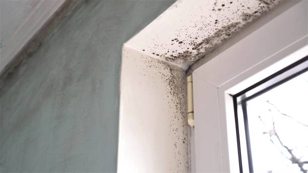 Best Professional Mold Removal  in Fairfield, AL